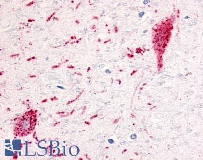 PathPlus™ GPR151 Antibody (C-Terminus)
