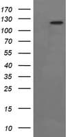 FAK / Focal Adhesion Kinase Antibody (clone OTI4D11)