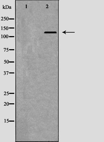DDB1 Antibody