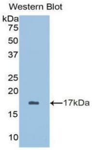 BDNF Antibody (aa128-243)