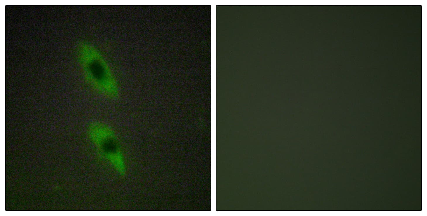FADD Antibody (aa101-150)