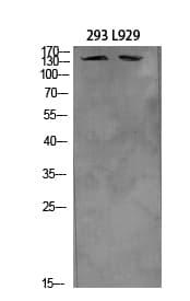 ITGA4 / VLA-4 / CD49d Antibody