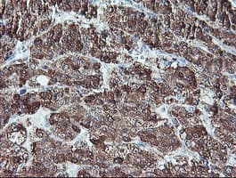 REEP2 Antibody (clone OTI2C7)