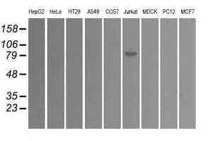 SATB1 Antibody (clone OTI13D6)