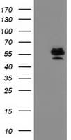 Monoclonal Mouse anti-Human PRMT2 Antibody (clone OTI3B3, IF, WB)
