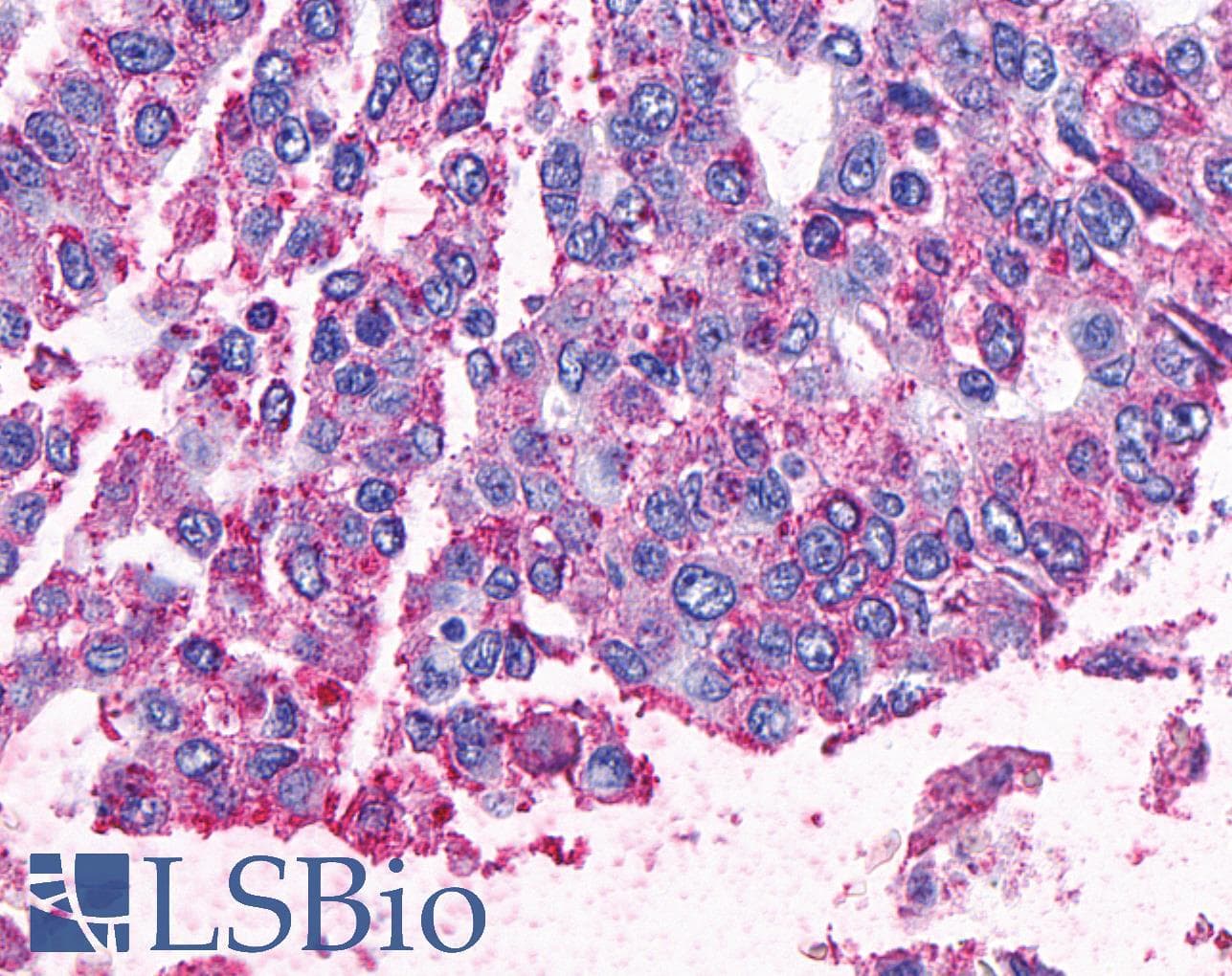 PathPlus™ Polyclonal Rabbit anti-Human NPY4R / PPYR1 Antibody (C-Terminus, IHC)