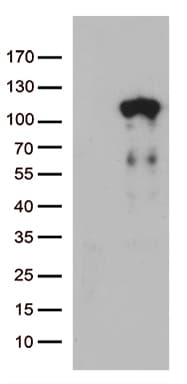 LCA5 Antibody (clone OTI2D3, Carrier-free)