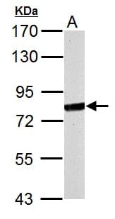 MX1 / MX Antibody (aa194-475)