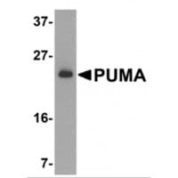 BBC3 / PUMA Antibody
