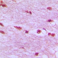 LMNB1 / Lamin B1 Antibody (N-Terminus)