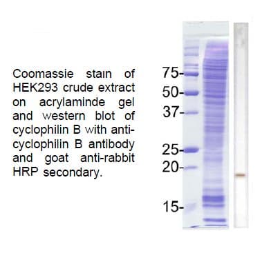 PPIB / Cyclophilin B Antibody