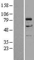 DGKA Protein (Over-Expression Lysate Myc-DDK (Flag))