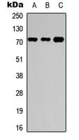 NBPF4 + NBPF6 Antibody (Internal)
