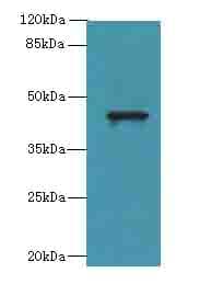 Polyclonal Rabbit anti-Human WDR74 Antibody (IHC, WB)