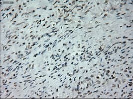 Prominin 2 / PROM2 Antibody (clone OTI6B7)