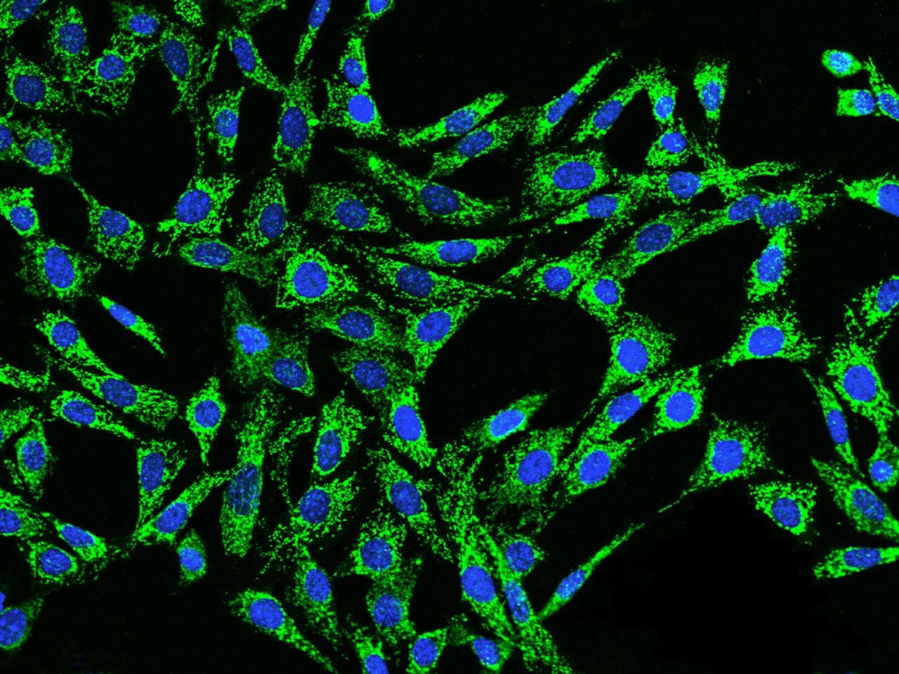 HSPD1 / HSP60 Antibody (Preservative Free)