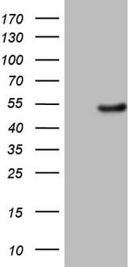 EGLN2 / PHD1 Antibody (clone OTI7H3, Carrier-free)