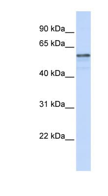 AGMO / TMEM195 Antibody (aa36-85)