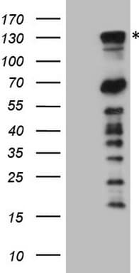 PARG Antibody (aa1-367, clone OTI7F4, Carrier-free)