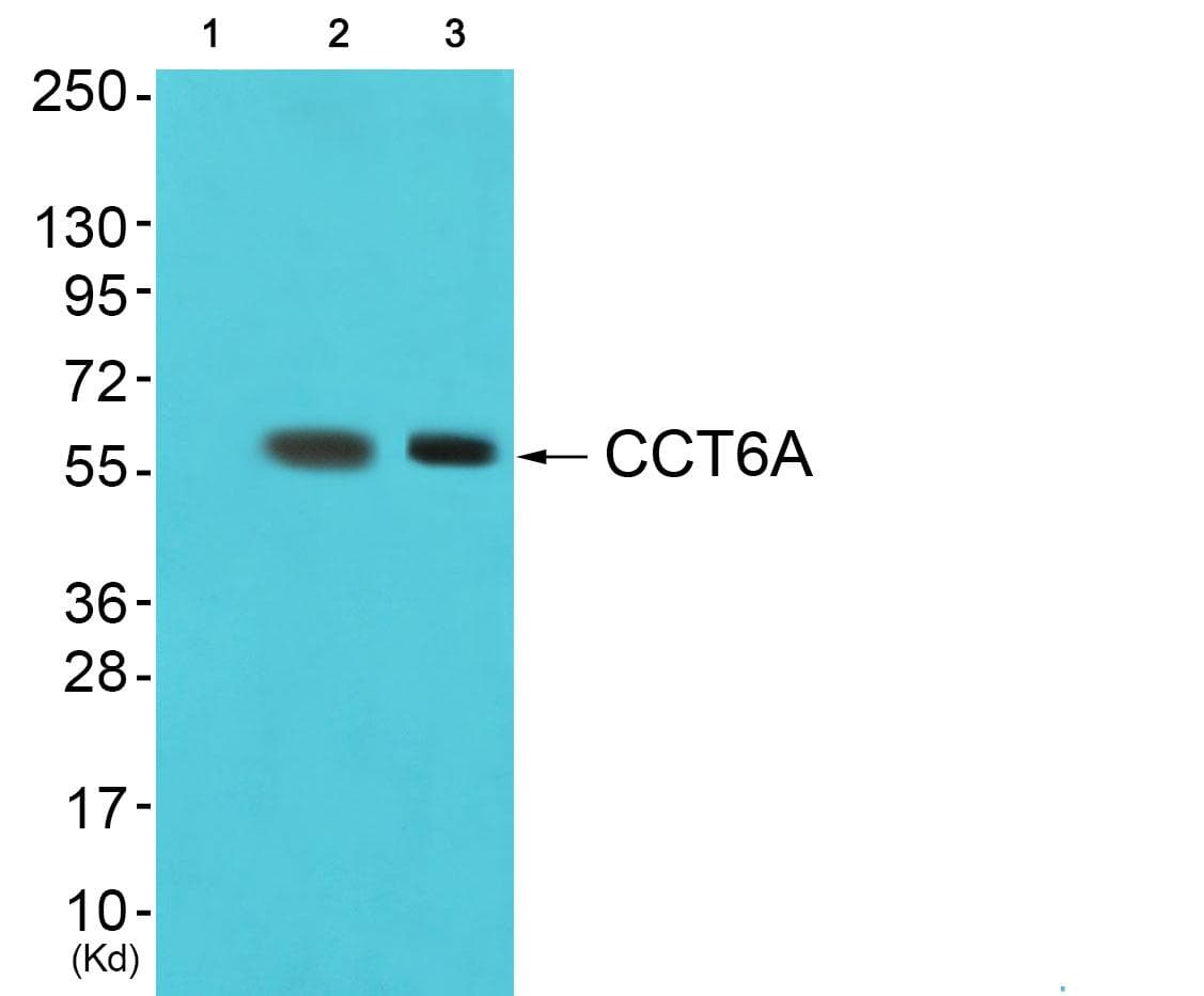CCT6A Antibody