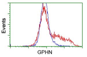 Gephyrin Antibody (clone OTI3C6)