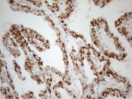 NAPSA / NAPA / Napsin A Antibody (aa64-244, clone OTI9F1)