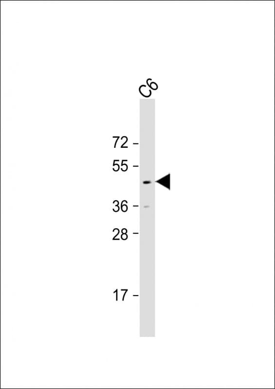 GSK3B / GSK3 Beta Antibody