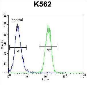 FOXI3 Antibody (aa157-186)