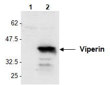 VIPERIN / RSAD2 Antibody