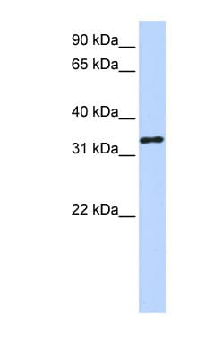 HAAO Antibody (aa72-121)