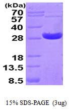 Human PRDX4 / Peroxiredoxin 4 Protein (Recombinant His)