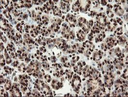 SAMHD1 Antibody (clone OTI1A1, Carrier-free)