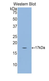 Gkn3 / Gastrokine 3 Antibody (aa38-177, APC)