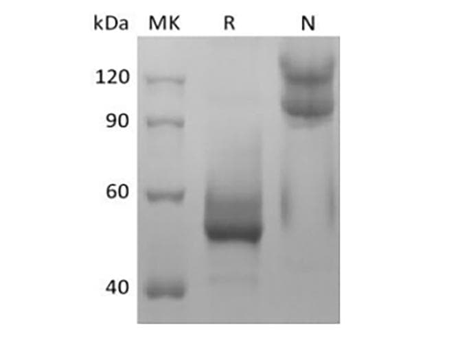 Mouse BAFF / TNFSF13B Protein (Recombinant Mouse IgG1 Fc, N-terminus)