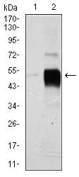 BRN2 / POU3F2 Antibody (clone 6H12)