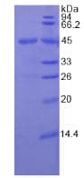 Human CSF2 / GM-CSF Protein (Recombinant His-GST, N-terminus)