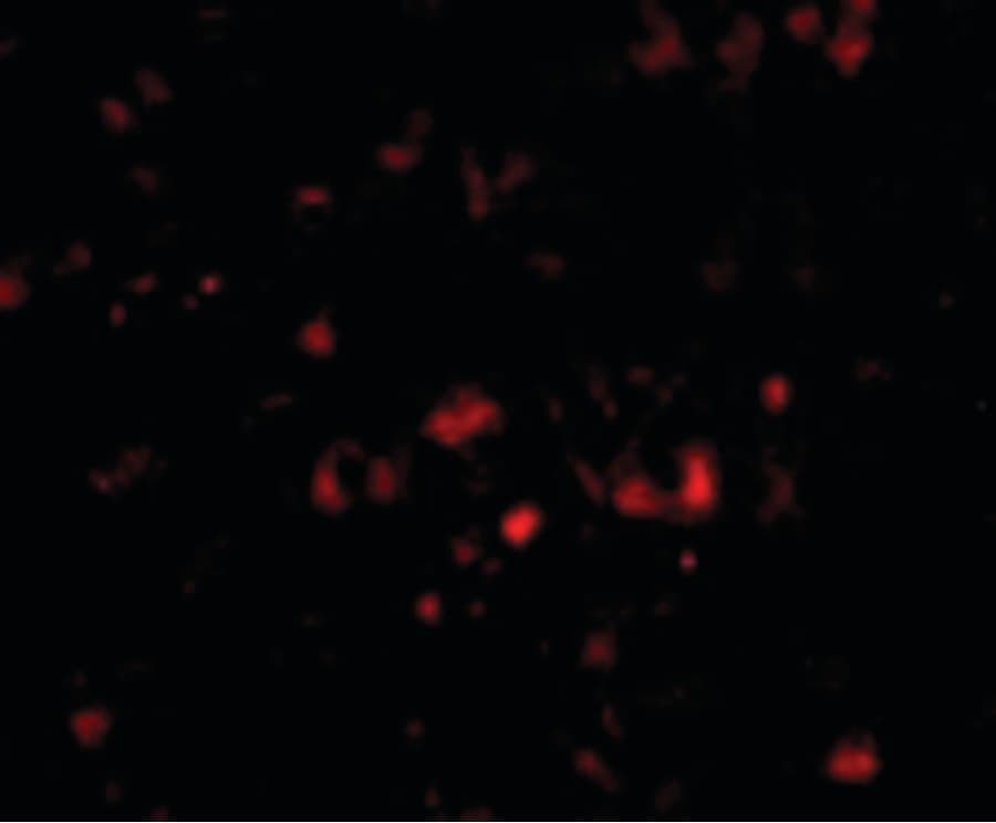 NPTX2 Antibody