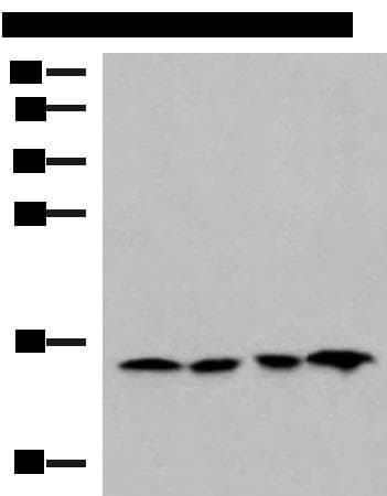 MRPL42 / MRPS32 Antibody