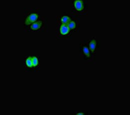 ATG16L2 Antibody