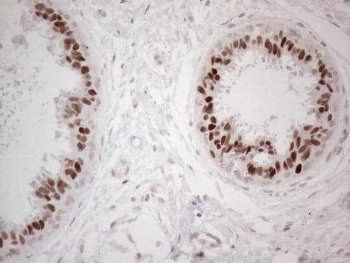 GATA3 Antibody (aa155-443, clone UMAB218)