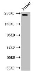 Polyclonal Rabbit anti-Human DOCK7 Antibody (IF, WB)
