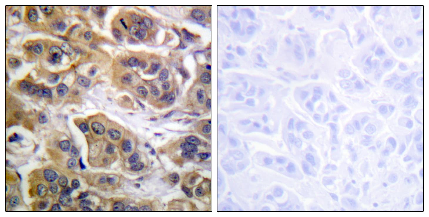 ERBB3 / HER3 Antibody (aa1256-1305)