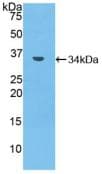 MMP7 / Matrilysin Antibody (aa1-264)
