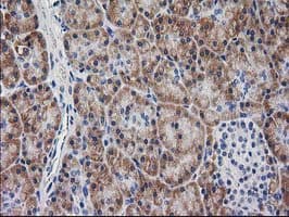 MYD88 Antibody (clone OTI1A10)