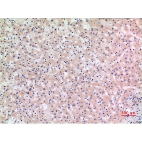 NALP3 / NLRP3 Antibody (501-550 aa, Internal)