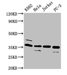 IHC-plus™ Polyclonal Rabbit anti-Human ATG3 Antibody (aa1-314, IHC, WB)
