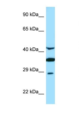 Polyclonal Rabbit anti-Human TOR1A / Torsin A Antibody (aa201-250, WB)
