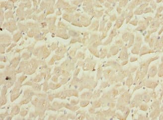 COPS3 / CSN3 Antibody