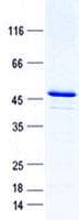 Human AURKAIP1 / AKIP Protein (Recombinant GST, N-terminus + His, C-terminus)