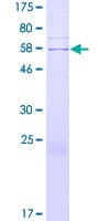 Human TTC29 Protein (Recombinant GST)
